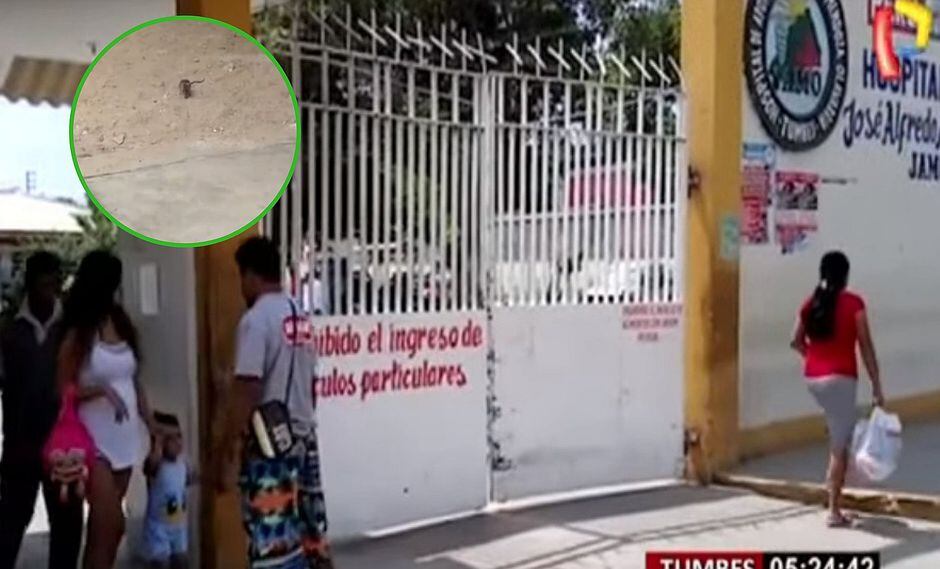 Graban a rata deambulando en pleno Hospital Regional de Tumbes│VIDEO