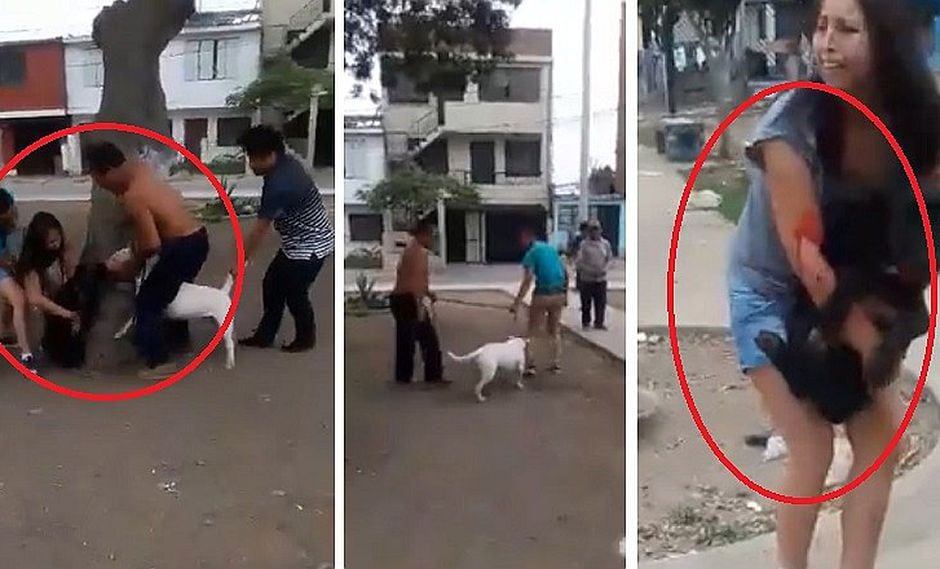 Facebook: Bull Terrier ataca a otro perro y su dueño no auxilia a mascota herida (VIDEO)