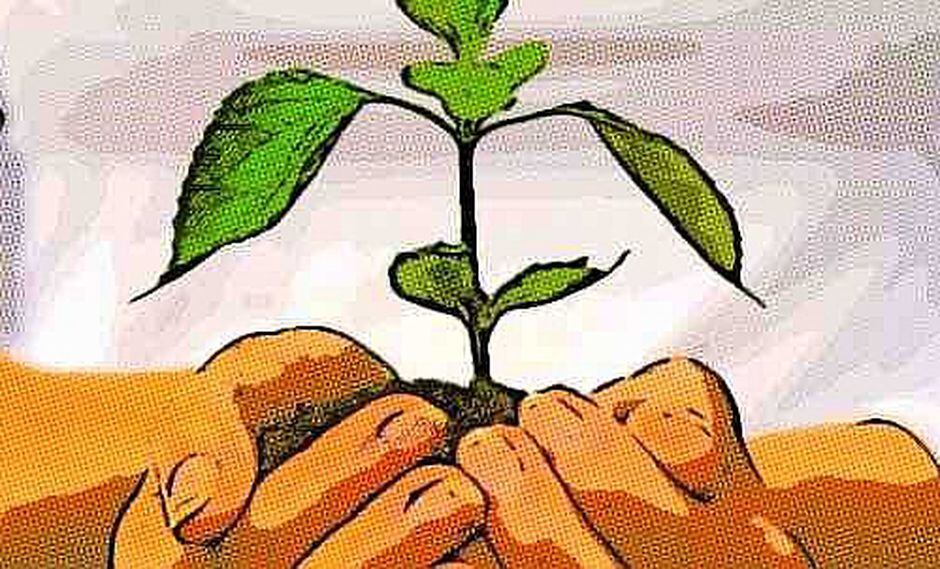 La reproducción asexual de las plantas