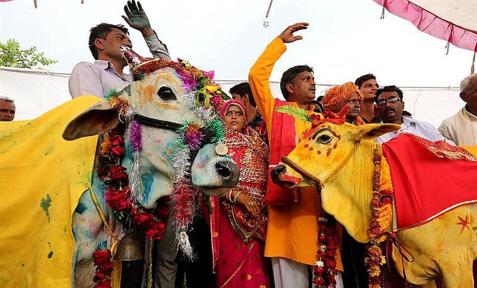 Vaca y toro se casan para que acabe sequía y vuelva a llover