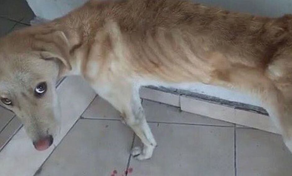 Sujeto ultraja perro con severa desnutrición