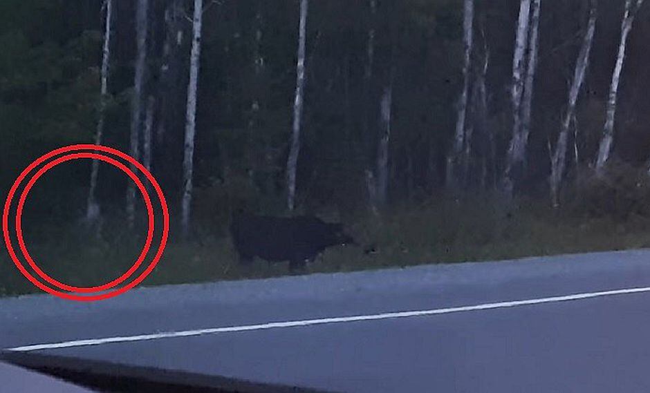 Captan a misteriosa criatura en bosque de Canadá (VIDEO)