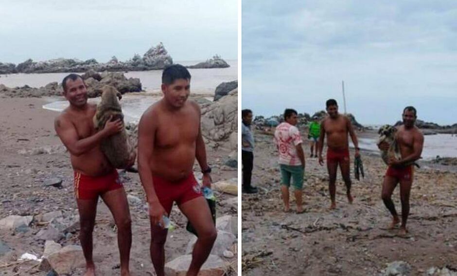 Perrita preñada es rescatada por policía de salvataje durante el huaico
