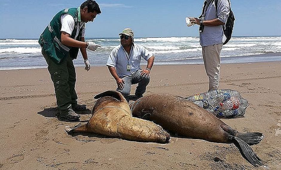 Animales: pescadores asesinan salvajemente a tres lobos marinos