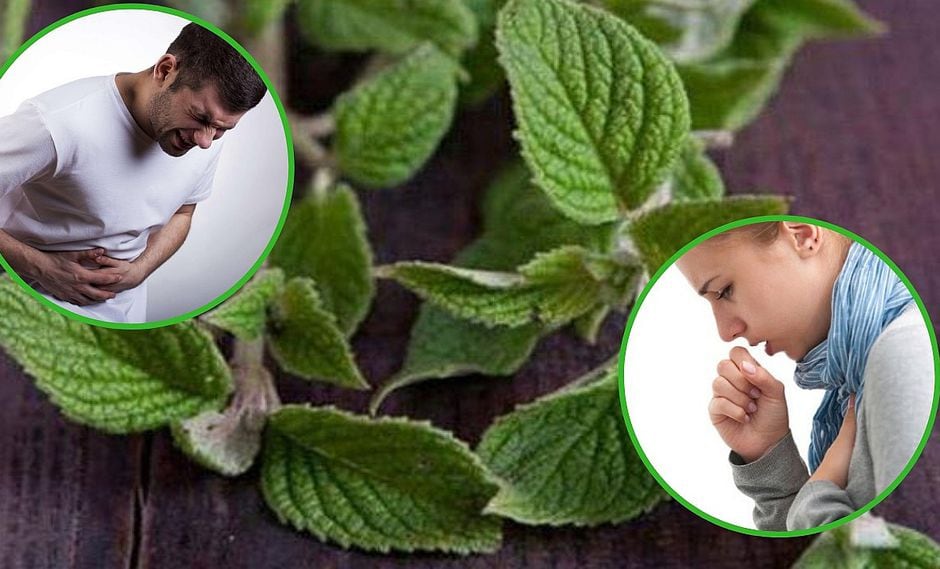 Cinco increíbles propiedades de la muña para nuestra salud (VIDEO)