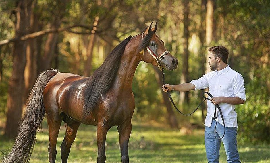 Celebran la milenaria raza del caballo árabe con cabalgatas y subastas