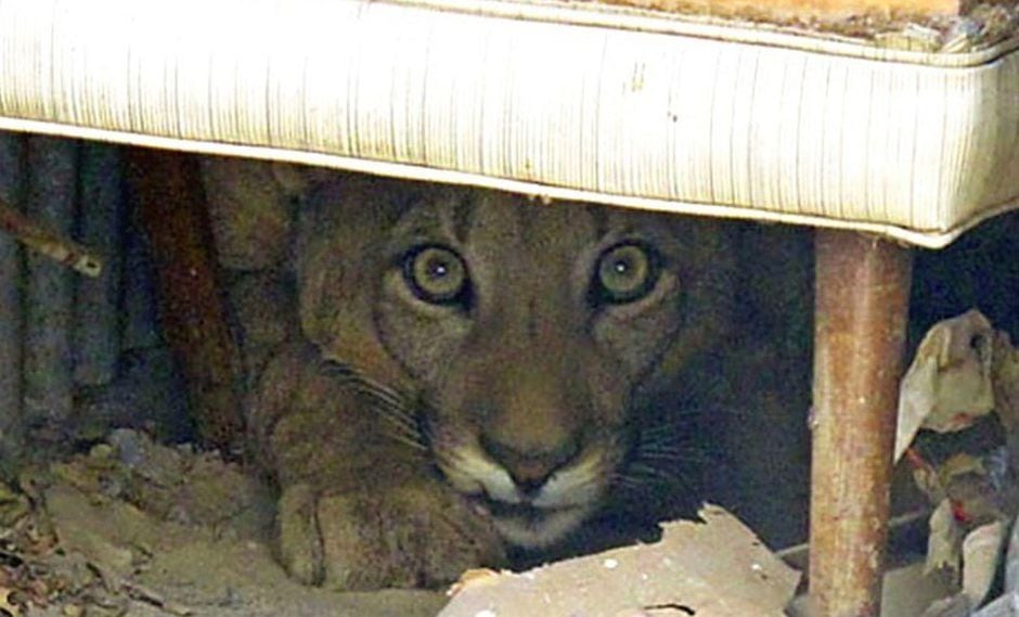 Puma que vivía escondido abajo de una cama será liberado a un parque natural