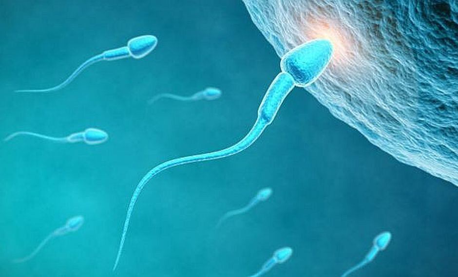Alteraciones en proteínas del esperma provocan fallos de fecundación