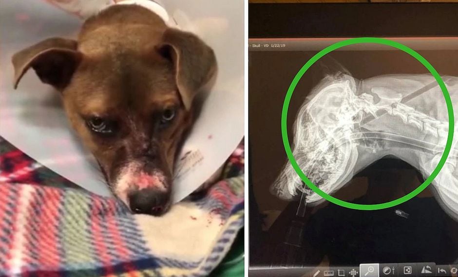 Desconocidos clavan flecha a una perrita pero esta logra sobrevivir de milagro