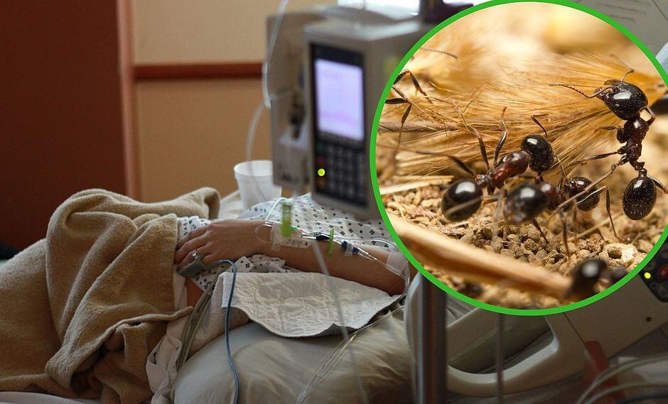 Mujer es internada en hospital y la encuentran cubierta de hormigas (FOTO)