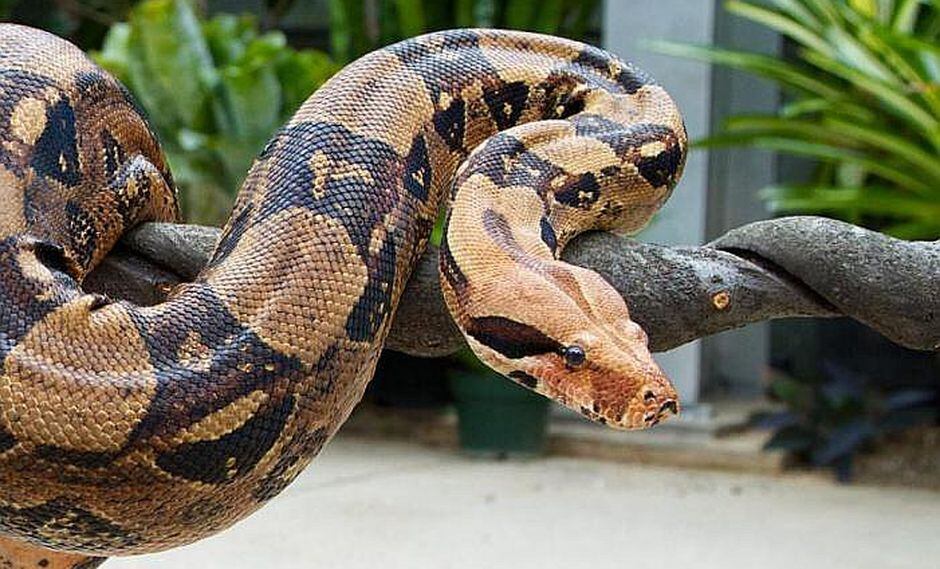 Matan a boa que se prende a cara de amante de reptiles que la rescató