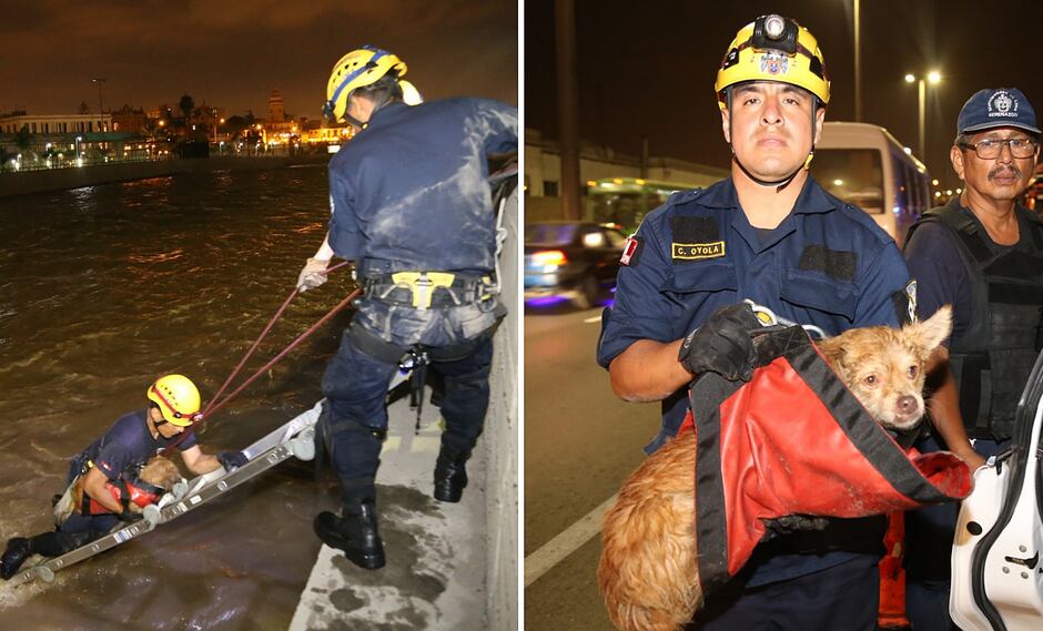 Rescatan a tierno perrito que quedó atrapado en el río Rímac (FOTOS)