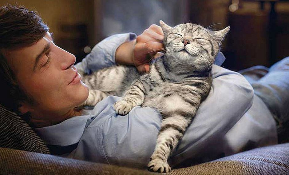 Una empresa te paga por abrazar gatos todo el día