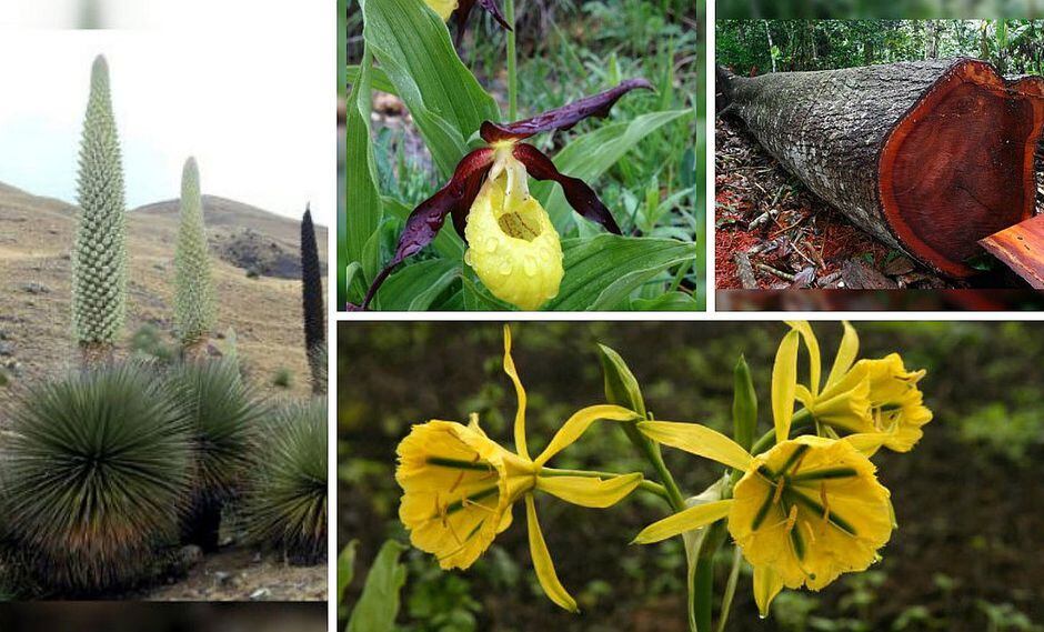 Conoce las 10 plantas en extinción del Perú (FOTOS)