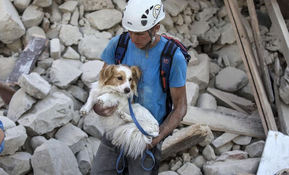 Terremoto: ¿Cómo armar la mochila de emergencia para MASCOTAS?