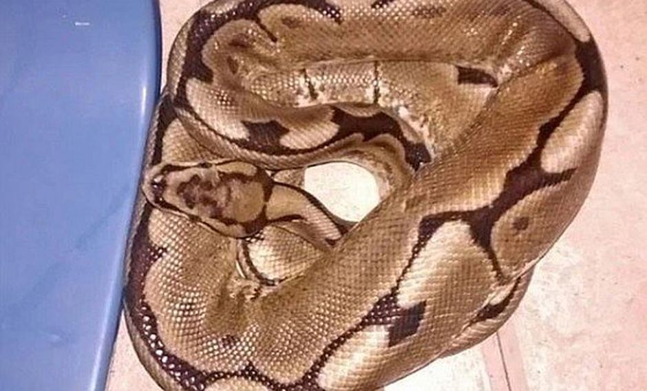 Mujer despertó con una serpiente pitón en su propia cama