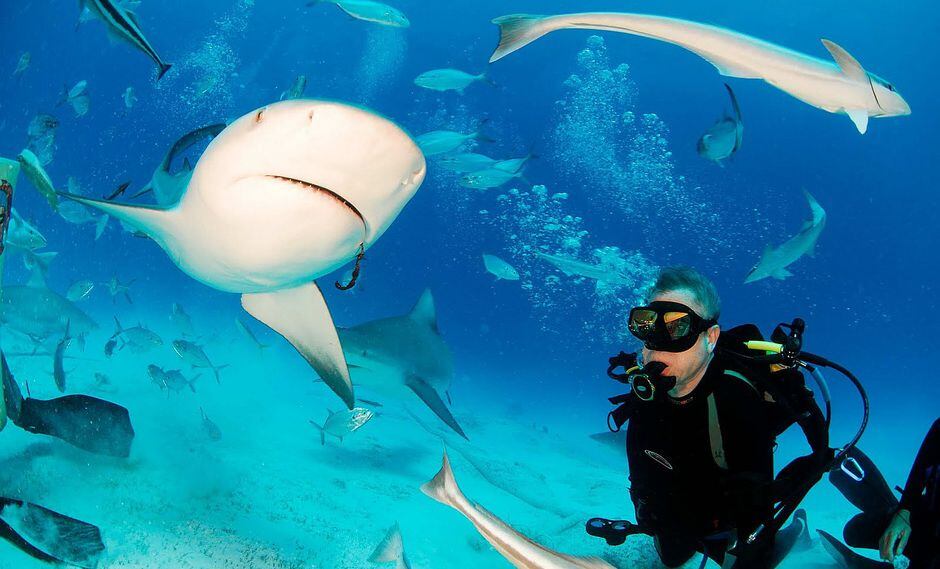 Estudio demuestra que los tiburones valen mucho más vivos que muertos
