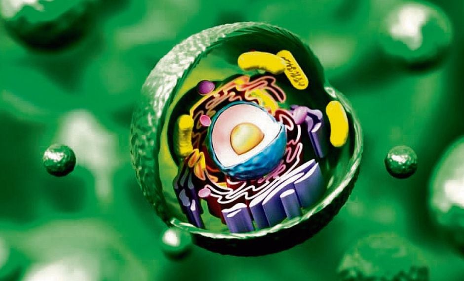 Conoce las características y tipos de células