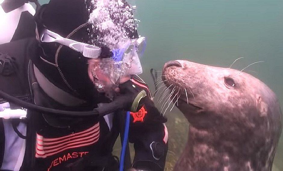 Buzo se encuentra con foca y esta tiene un gesto increíble (VIDEO)