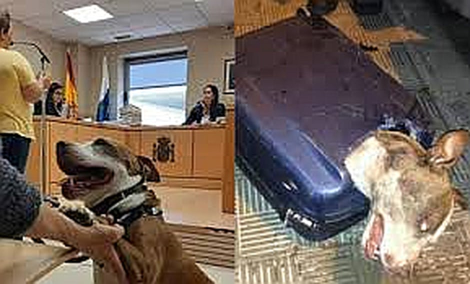 Perra asiste como testigo a juicio por maltrato animal (VIDEO)