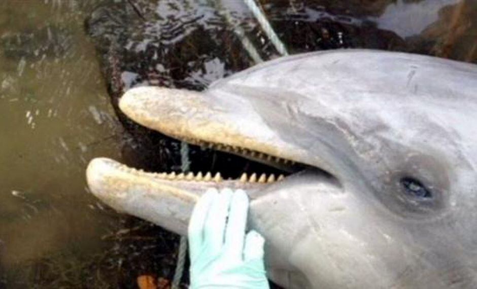 Aparición de delfines muertos en EEUU alarma a expertos