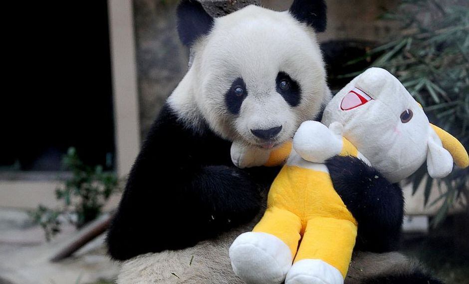 Terrible: a los 31 años muere Pan Pan, el "abuelo de los pandas"