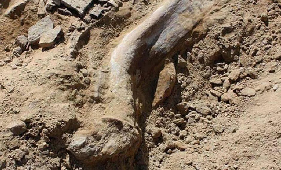Encuentran el pie de dinosaurio más grande y es de un animal de largo cuello