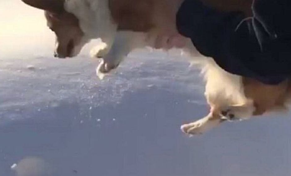 ¿Lanzan a perrito al vacío? Este acto generó gran polémica (VIDEO)