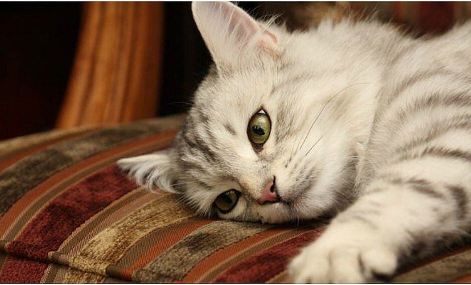 ¿Por qué duermen los gatos encima de sus dueños?