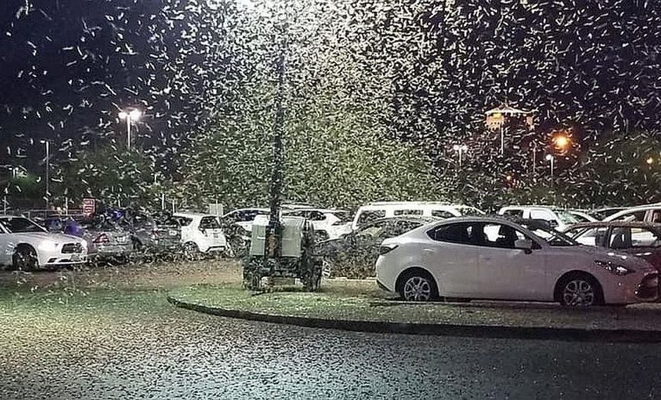 Saltamontes invaden por millones a Las Vegas, la “Ciudad del pecado”