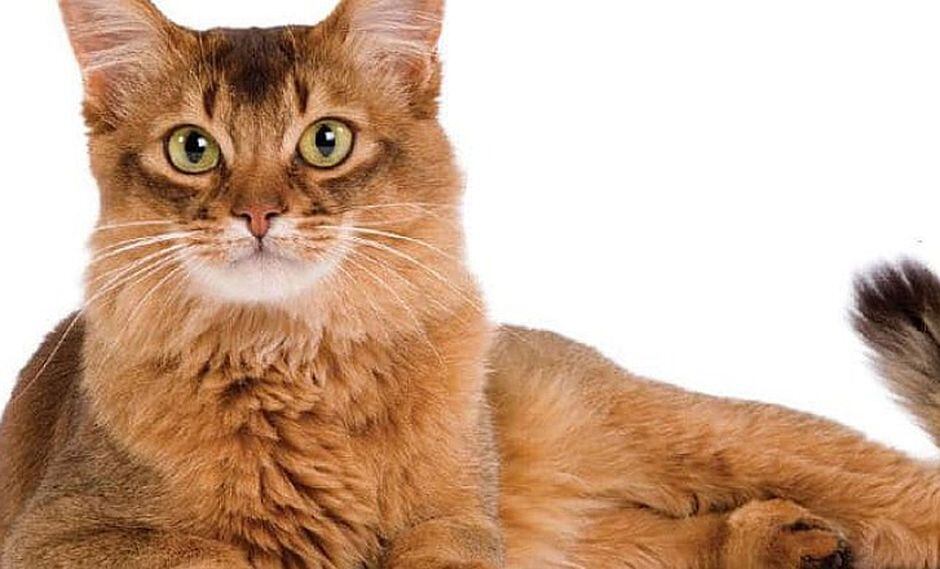 Cómo lograr que tu gato responda a tu llamado, según los especialistas