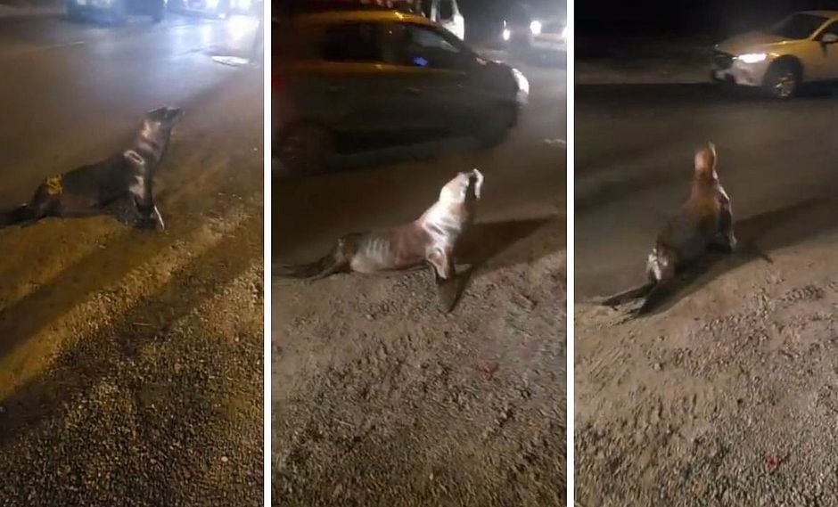 Vecinos encuentran a lobo marino en medio de una avenida en Ica | VÍDEO