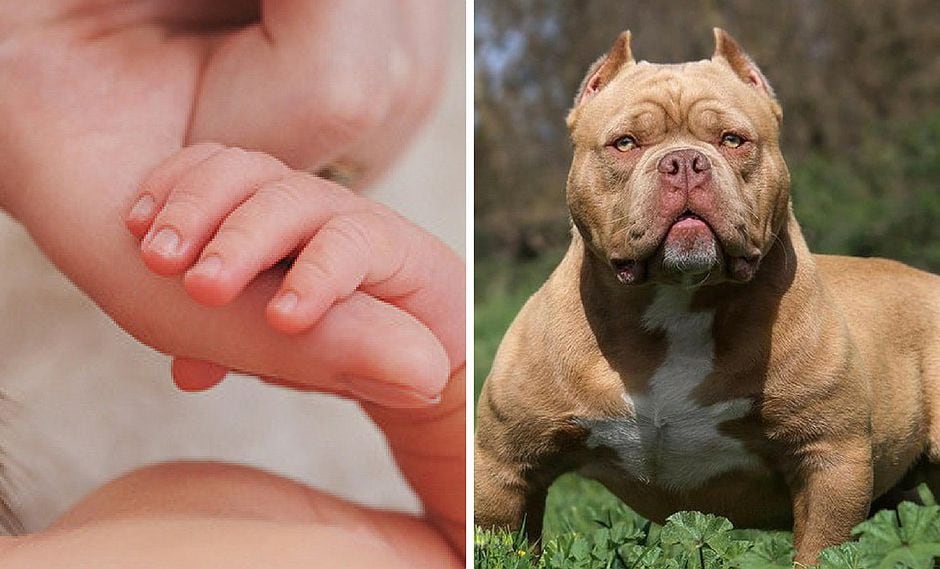 Pitbull mata a un bebé de ocho meses mientras era cuidada por su abuela