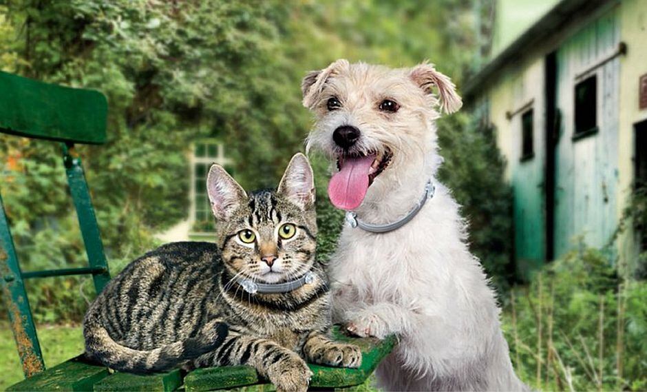 Importancia del control de las pulgas y parásitos en las mascotas