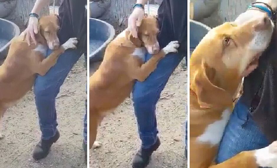 Reportero va a albergue, perrito se aferra a él y este decide adoptarlo (VÍDEO)
