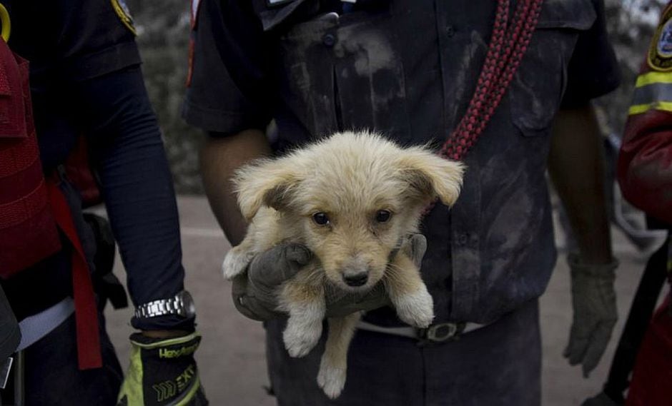 Guatemala: Animales son rescatados tras tragedia