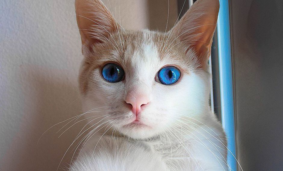 Conoce el primer Show Felino Internacional en Perú