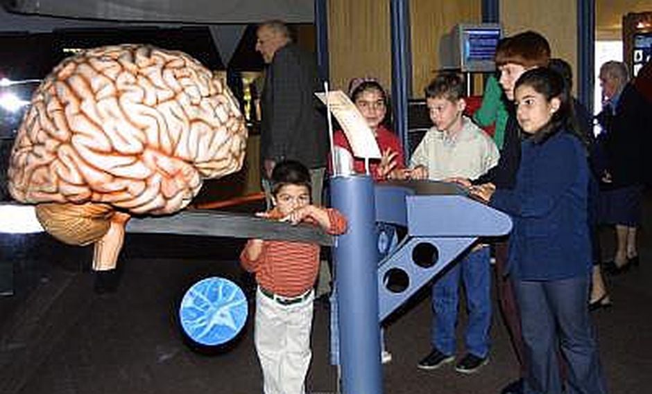Creación de neuronas decrece con los años y hay que cuidarlas