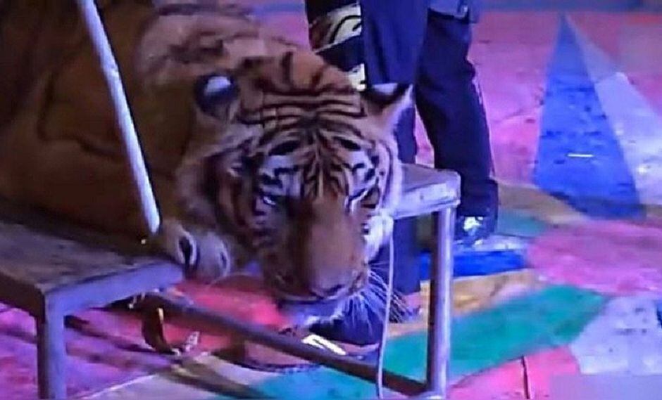 ¡Crueles! Circo hace algo atroz con tigre para tener contentos a visitantes (VIDEO)