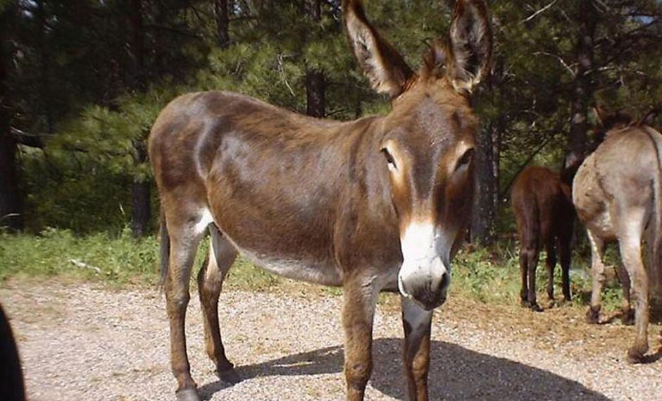 Insólito: Hombre fue detenido por llevar miembro viril de un burro en su maleta