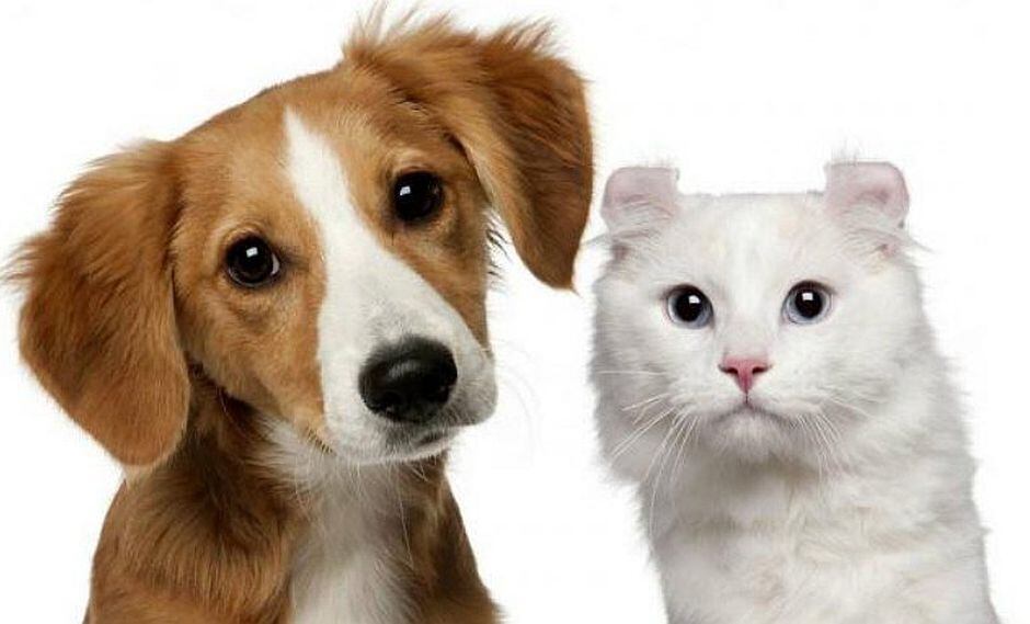 5 consejos para que perros y gatos sean mejores amigos