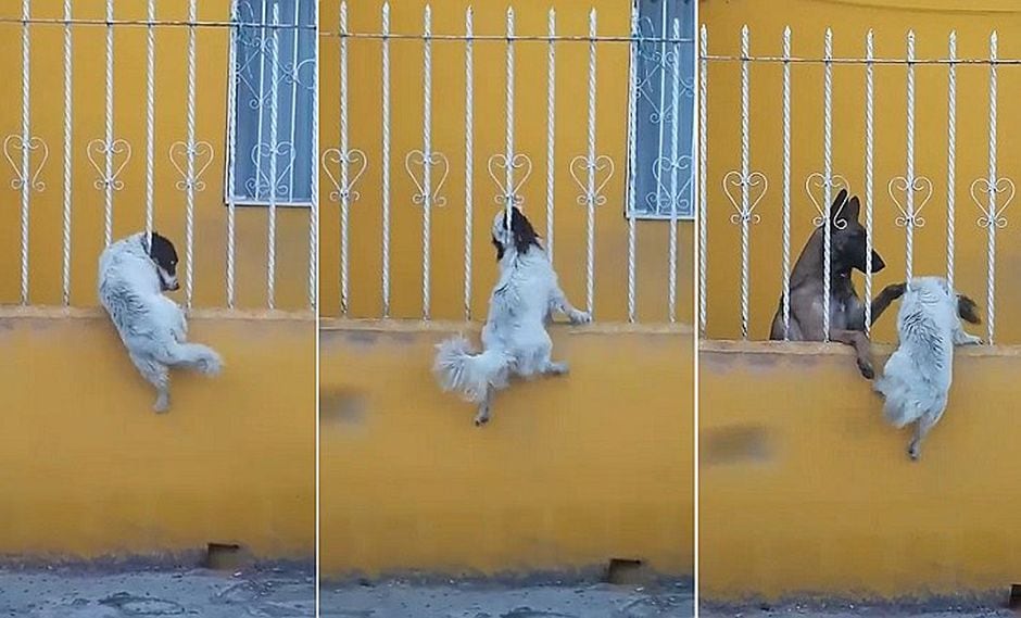 Trabajo en equipo de dos perros sorprende a muchos y se hace viral en Facebook (VIDEO)