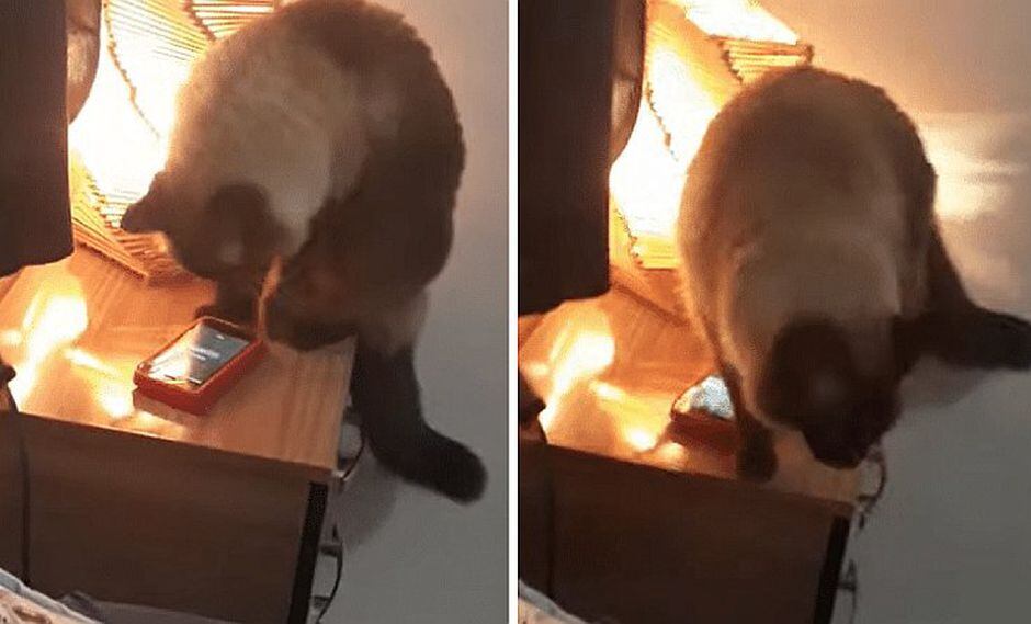 Mujer que siempre se quedaba dormida descubrió que su gato le apagaba la alarma | VIDEO
