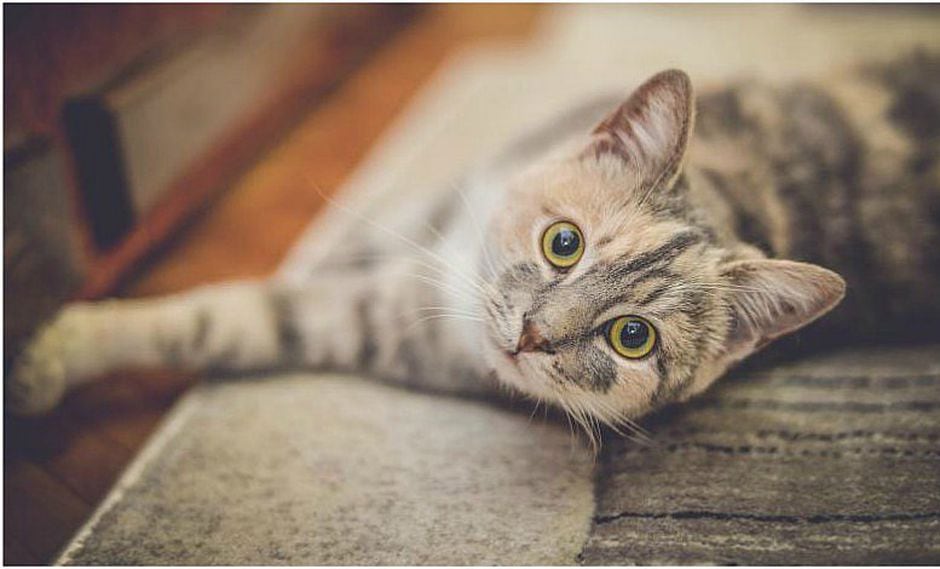 4 cosas que debes hacer si tu gato te ataca