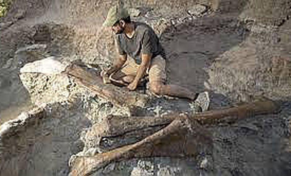 Descubren nuevo tipo de dinosaurio a partir de un fósil mal identificado