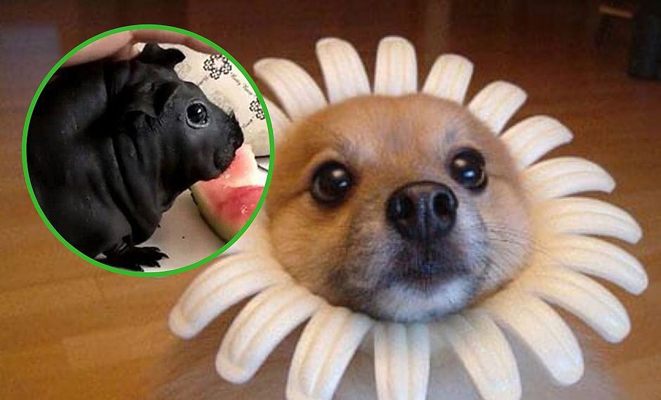 Quería un "perrito" y días después descubre que le dieron una rata