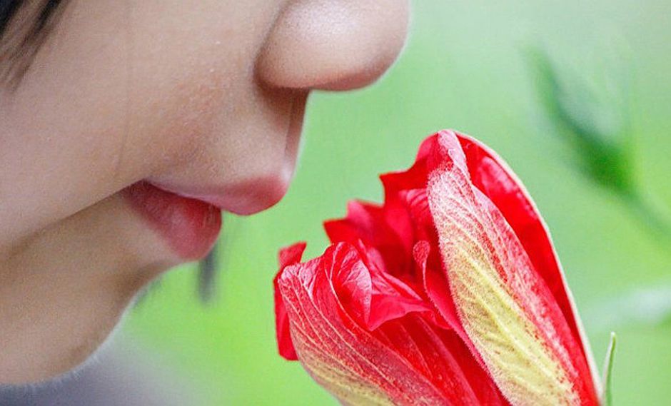 Sentido del olfato: entérate cuántas partes tiene