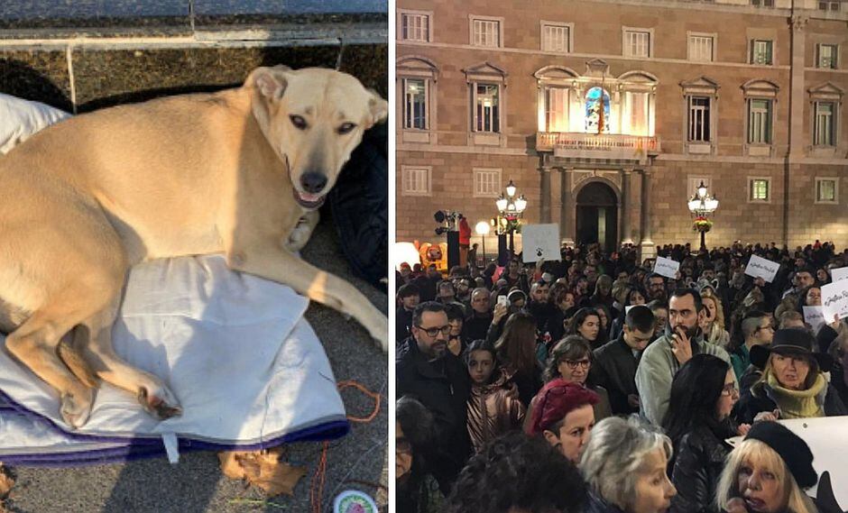 Revuelo por policía que disparó a una perrita callejera en España (FOTOS)