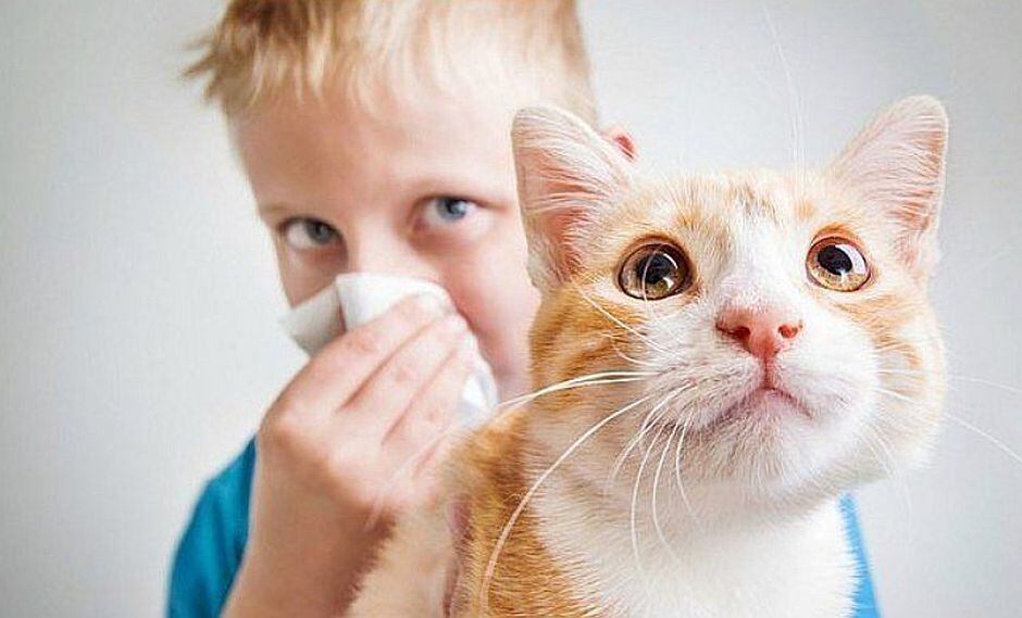 ¿Qué hago si le tengo alergia a mi mascota?