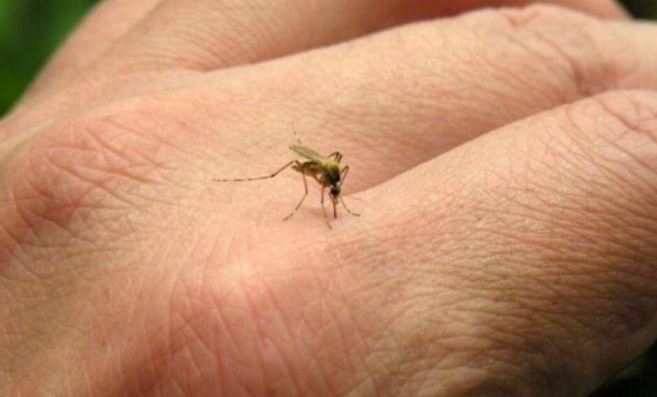 Casa Blanca dice que el riesgo de contraer el zika es "bastante bajo"